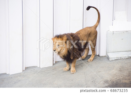 雄獅 雄獅 68673235