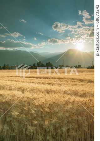 有明山和麥田[安zu野的夜景] 68673242