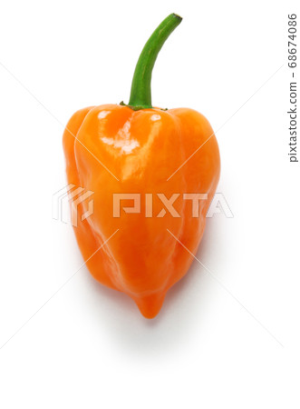 habañero pepper habañero pepper 68674086