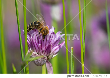 Honey bee collecting nectar from chives plant 68674184