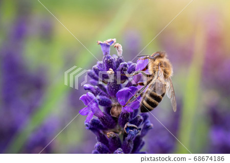 The bee pollinates the lavender flowers. The bee pollinates the lavender flowers. 68674186