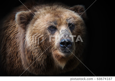Front view of brown bear isolated on black 68674187