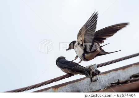 Adult swallow (Hirundo rustica) feeds a young 68674404