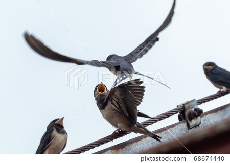 Adult swallow (Hirundo rustica) feeds a young 68674440