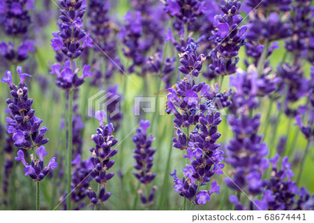 Lavender Field in the summer Lavender Field in the summer 68674441