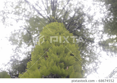 Ivy wrapped around a tree trunk Ivy wrapped around a tree trunk 68674552