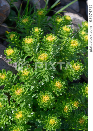 長海山高山植物 68674752