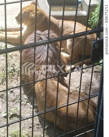 獅子的夫妻 68675251