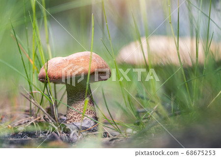Scenic closeup view of gowing big tasty edible cep mushroom in wild green grass forest. Brown natural porcini boletus edulis in russian woods at autumn season 68675253