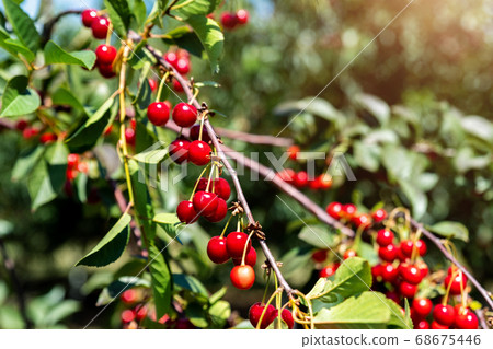 Tree branch with green leaves twig and many red ripe tasty juicy dessert cherry berries growing. Natural eco fruit garden background. Organic nutritious food background on bright sunny day Tree branch with green leaves twig and many red ripe tasty juicy dessert cherry berries growing. Natural eco fruit garden background. Organic nutritious food background on bright sunny day 68675446