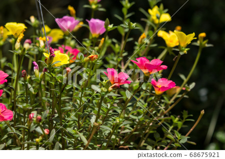 Common Purslane flower Common Purslane flower 68675921