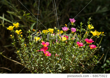 Common Purslane flower Common Purslane flower 68675922