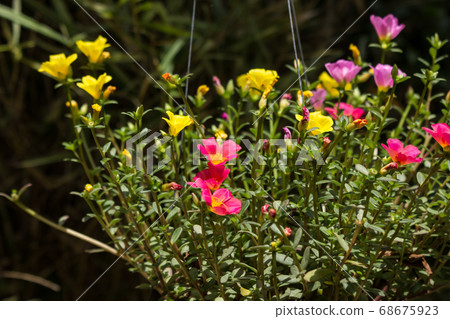 Common Purslane flower Common Purslane flower 68675923