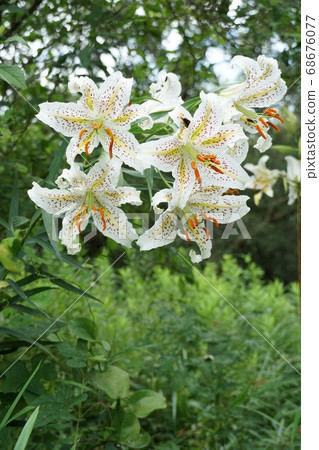 In July, a flower of a mountain lily that blooms in the forest of Mizugo citizens in Itako City, Ibaraki Prefecture 68676077
