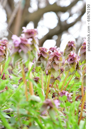 Odorikoso (image) 68676190