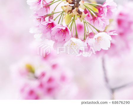 Sakura Up Sakura Up 68676290