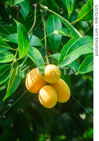 Plum Mango tropical fruit on tree, ripe of sweet Plum Mango tropical fruit on tree, ripe of sweet 68676325