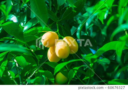 Plum Mango tropical fruit on tree, ripe of sweet 68676327