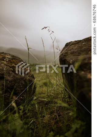 Green moss and miniature flowers concept. Natural background at a rainy day in the mountains Green moss and miniature flowers concept. Natural background at a rainy day in the mountains 68676746