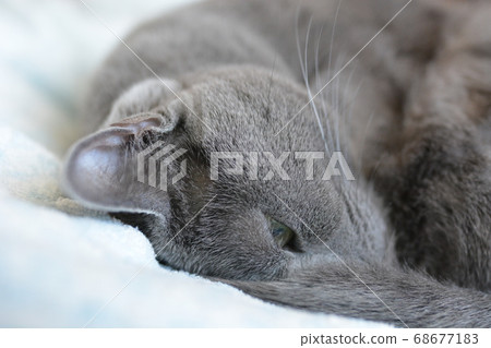 Russian Blue  68677183