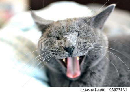 Russian Blue Russian Blue 68677184