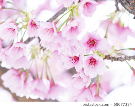 Sakura Up Sakura Up 68677354
