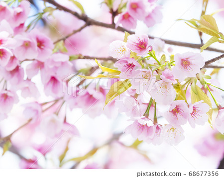 Sakura Up Sakura Up 68677356