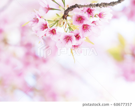 Sakura Up Sakura Up 68677357