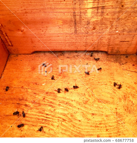 Winged bee slowly flies to beehive collect nectar 68677758