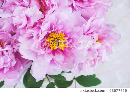 Beautiful bouquet of fresh pink peony flowers in bloom. Beautiful bouquet of fresh pink peony flowers in bloom. 68677856
