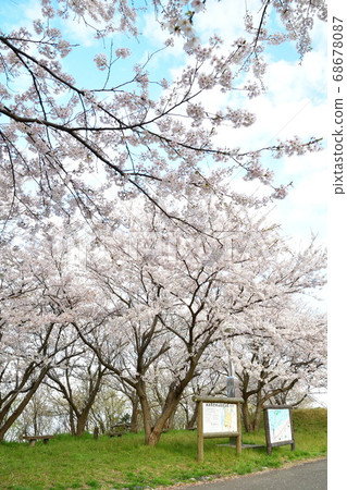 新野縣野泉河公園的櫻花 新野縣野泉河公園的櫻花 68678087
