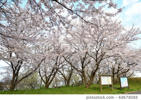 新野縣野泉河公園的櫻花 新野縣野泉河公園的櫻花 68678088