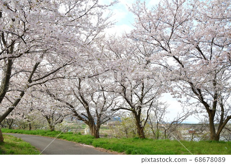 新野縣野泉河公園的櫻花 新野縣野泉河公園的櫻花 68678089