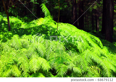 滋賀縣綠色空間公園的風景，綠化和生態環境[8月] 68679112