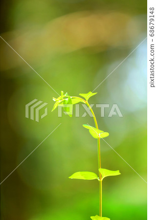 滋賀縣綠色空間公園的風景，綠化和生態環境[8月] 68679148