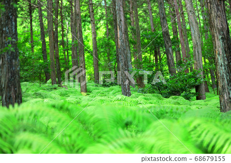 Scenery, greenery, and eco-environment of green space park in Shiga [August] 68679155