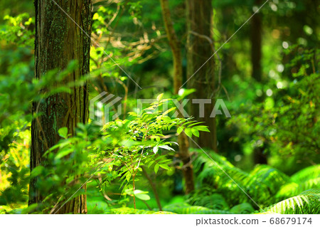 滋賀縣綠色空間公園的風景，綠化和生態環境[8月] 68679174