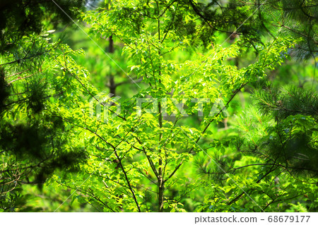 滋賀縣綠色空間公園的風景，綠化和生態環境[8月] 68679177