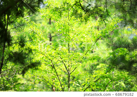 Scenery, greenery, and eco-environment of green space park in Shiga [August] 68679182