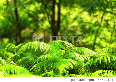 Scenery, greenery, and eco-environment of green space park in Shiga [August] 68679183