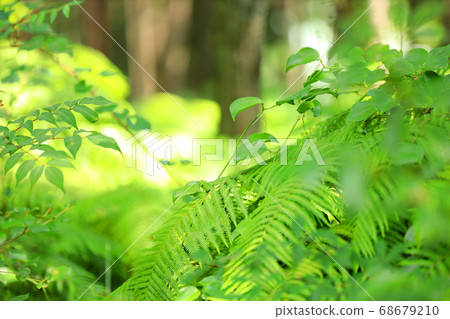 Scenery, greenery, and eco-environment of green space park in Shiga [August] 68679210