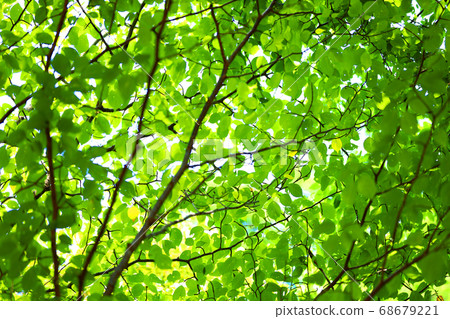 Scenery, greenery, and eco-environment of green space park in Shiga [August] 68679221
