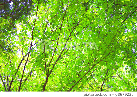 Scenery, greenery, and eco-environment of green space park in Shiga [August] 68679223