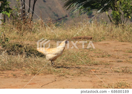 chicken in northern thailand village terraces farm chicken in northern thailand village terraces farm 68680189