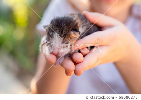 newborn kitten in hands of a small girl.  68680273