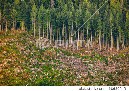 Deforestation of Alaska forest nature outdoor background. 68680643
