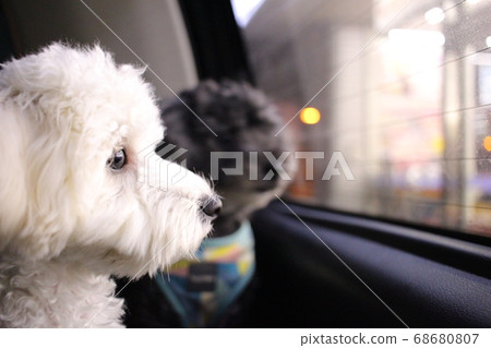 The dog who is looking forward to the owner returning The dog who is looking forward to the owner returning 68680807