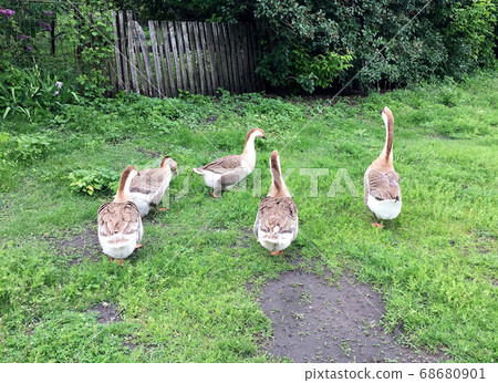 Family of white animals geese go to drink water 68680901