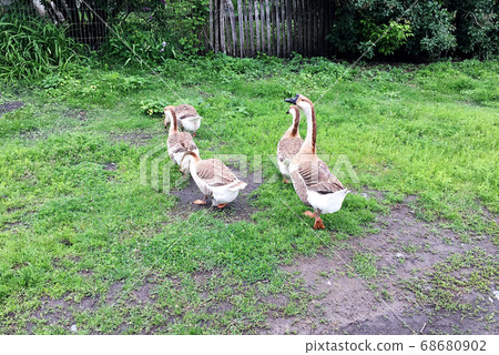 Family of white animals geese go to drink water 68680902