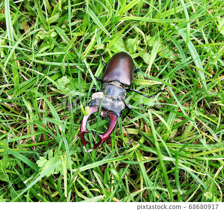 Male stag beetle with long and sharp jaws in wild Male stag beetle with long and sharp jaws in wild 68680917